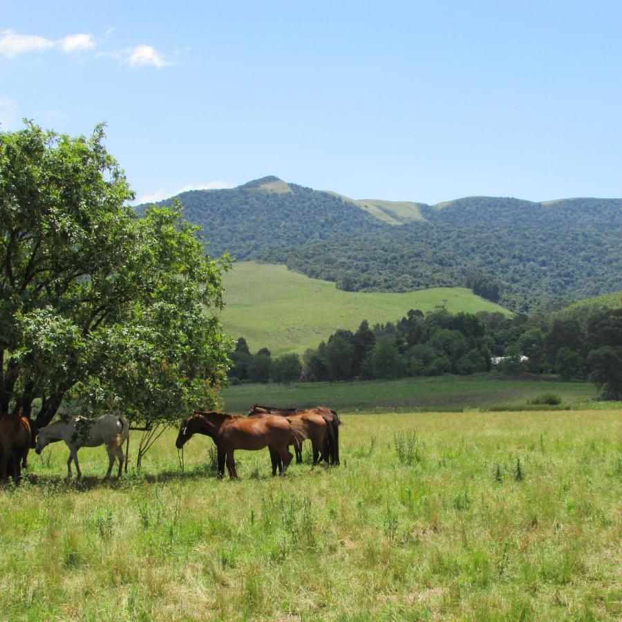Old Pine Cabin Karkloof Yarrow 外观 照片